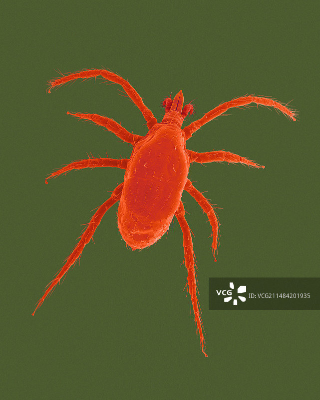 红蜘蛛螨（二斑叶螨），扫描电镜照片图片素材