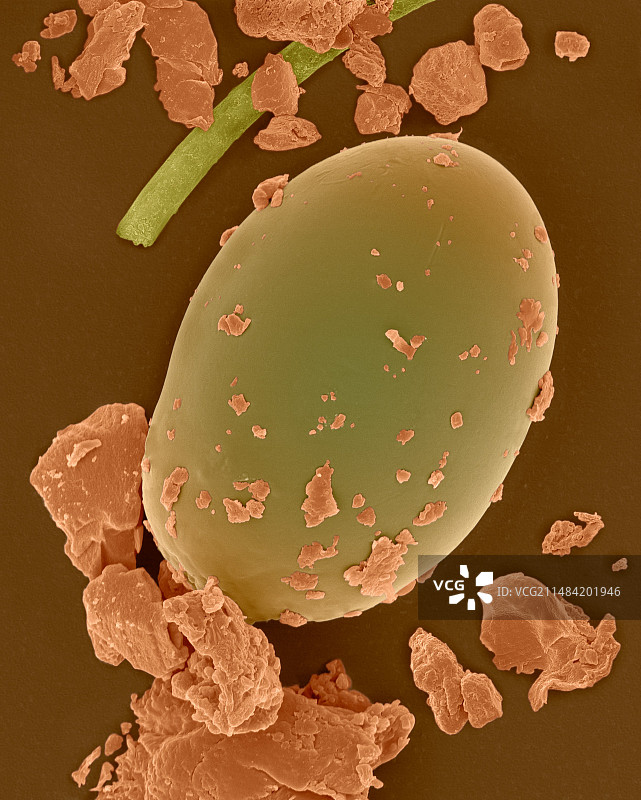 尘螨卵（Dermatophagoides），扫描电镜图图片素材