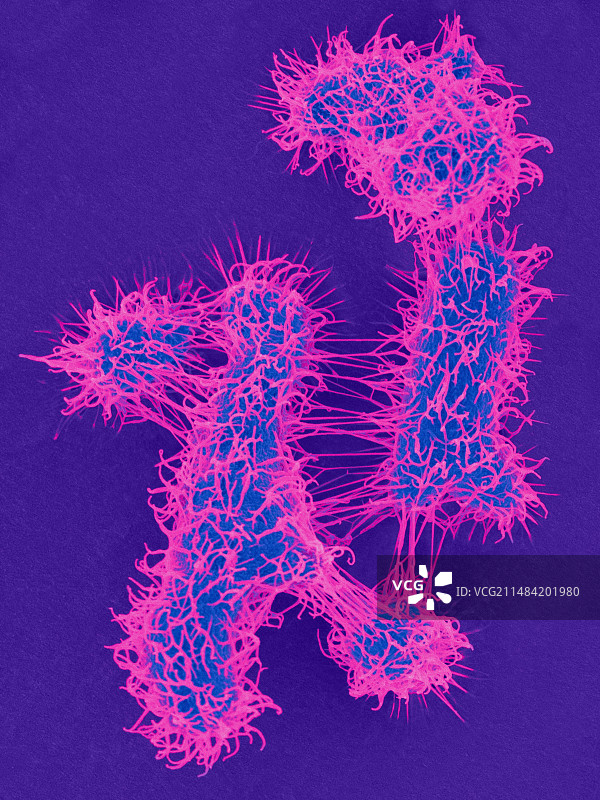 威斯康星 Labrys 菌，细菌扫描电镜图图片素材