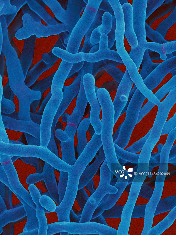 天蓝色链霉菌，扫描电子显微镜图片素材