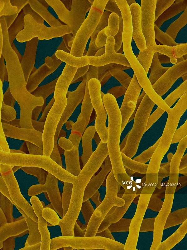 天蓝色链霉菌，扫描电子显微镜图片素材