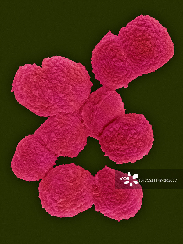 土壤放线菌，球状细菌，扫描电镜图片素材