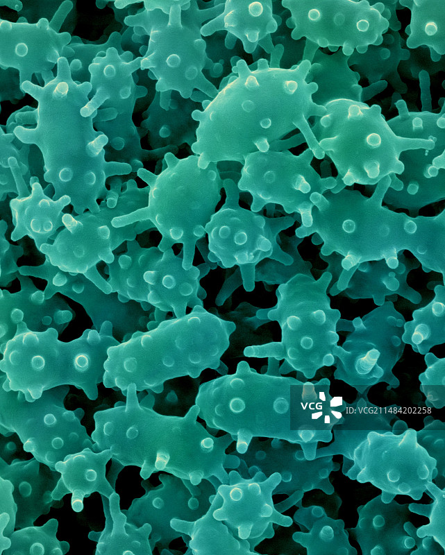 疣微菌，扫描电子显微镜图片素材