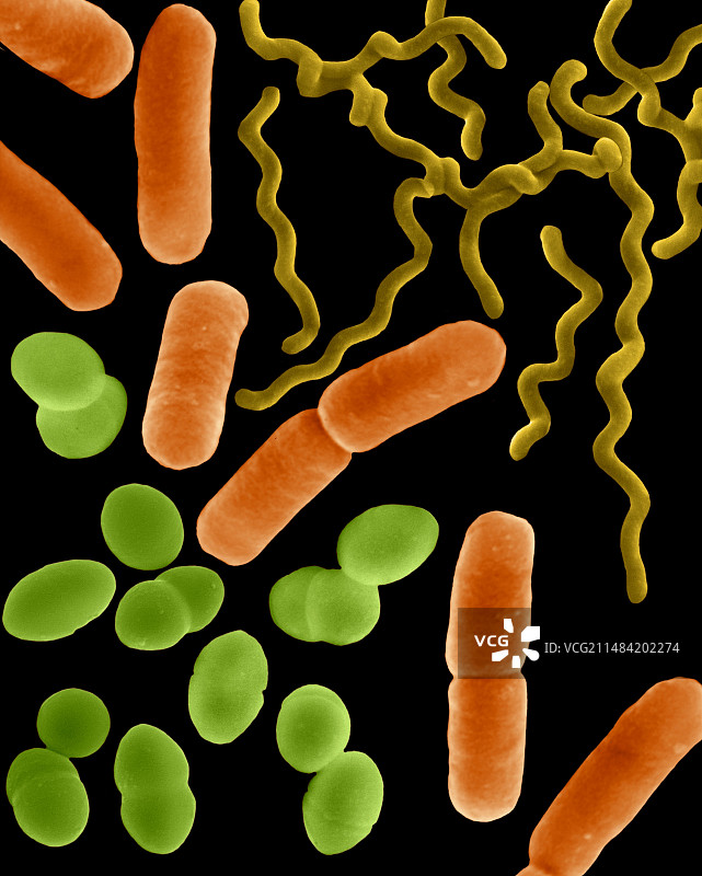 三种常见细菌形态（扫描电镜图）图片素材