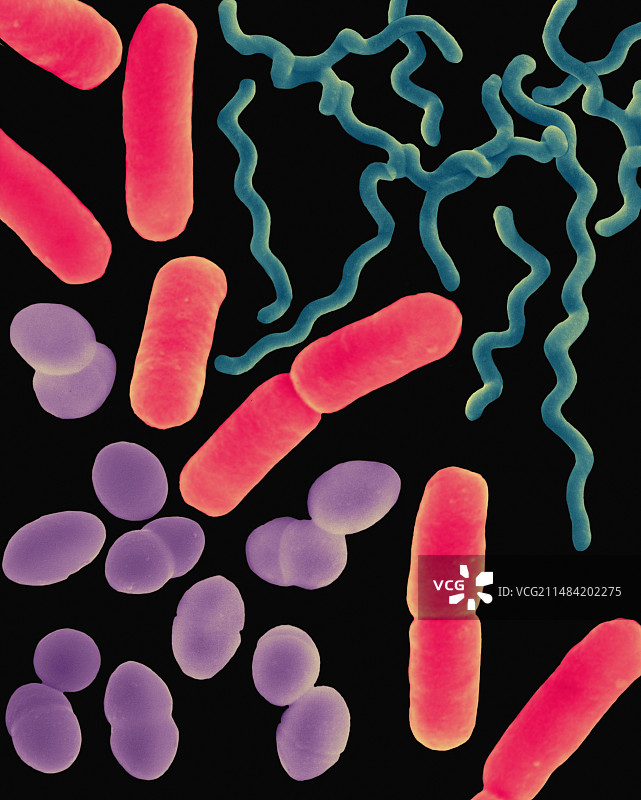 三种常见细菌形态（扫描电镜图）图片素材