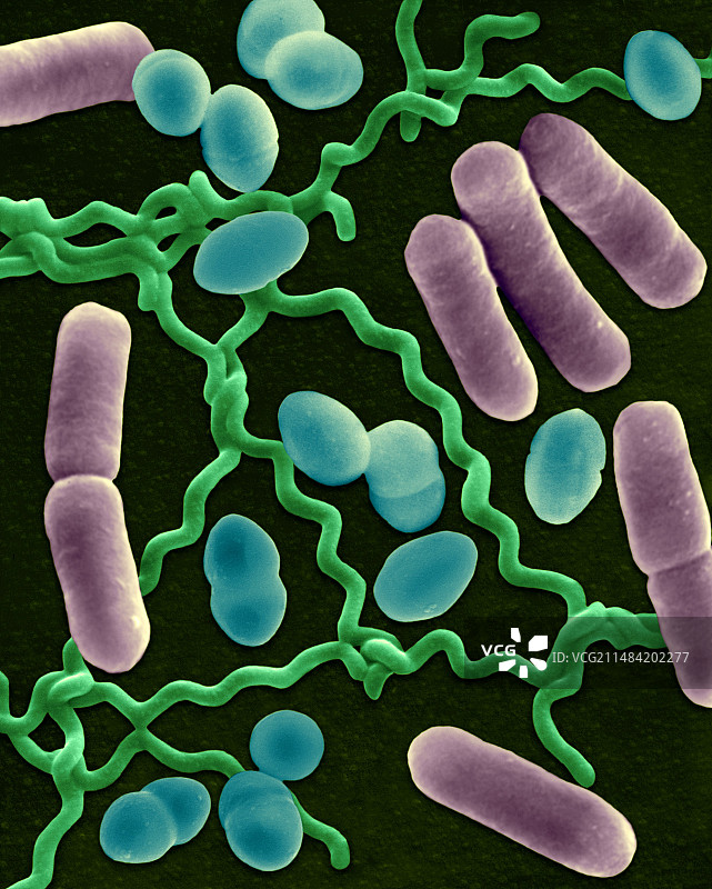 三种常见细菌形态（扫描电镜图）图片素材