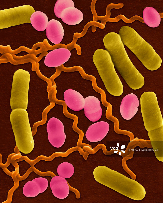 三种常见细菌形态（扫描电镜图）图片素材
