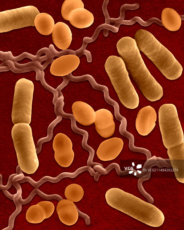 三种常见细菌形态（扫描电镜图）图片素材