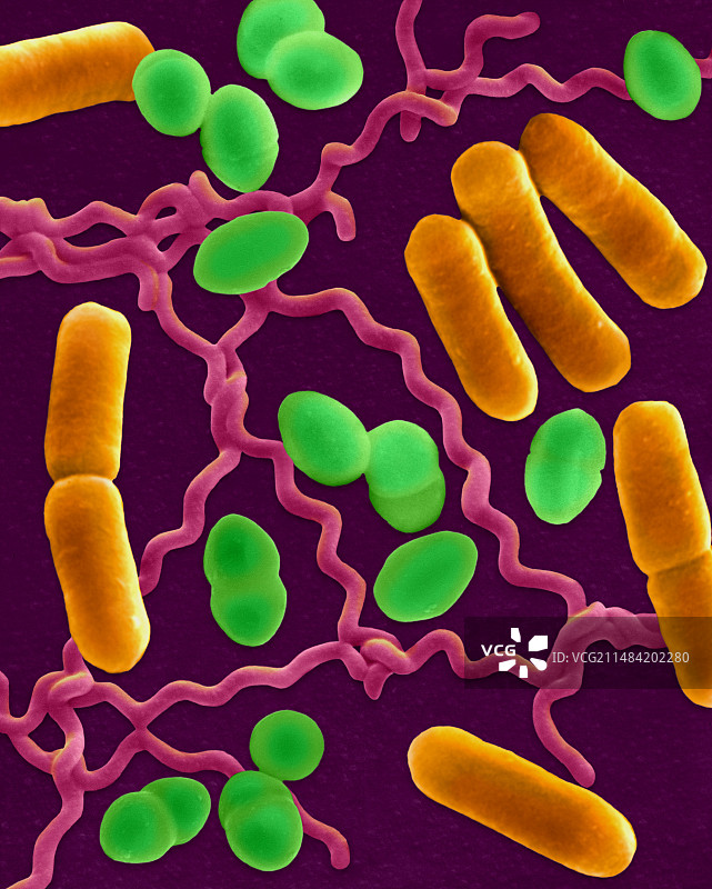 三种常见细菌形态（扫描电镜图）图片素材
