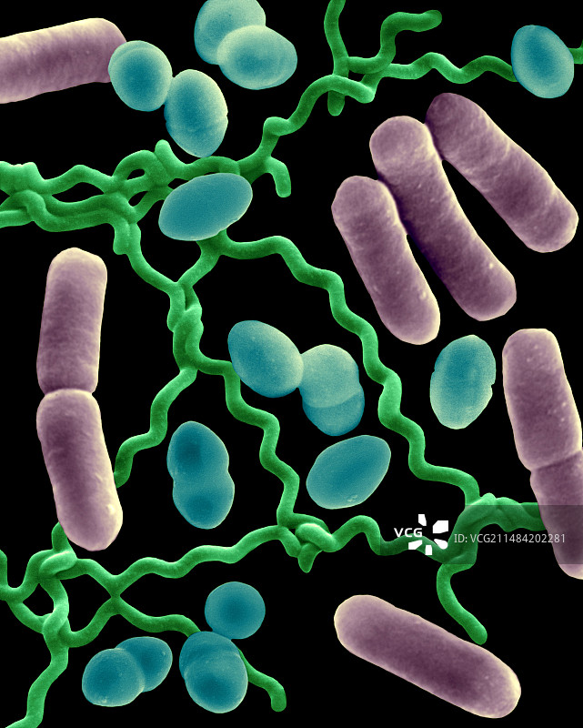三种常见细菌形态（扫描电镜图）图片素材