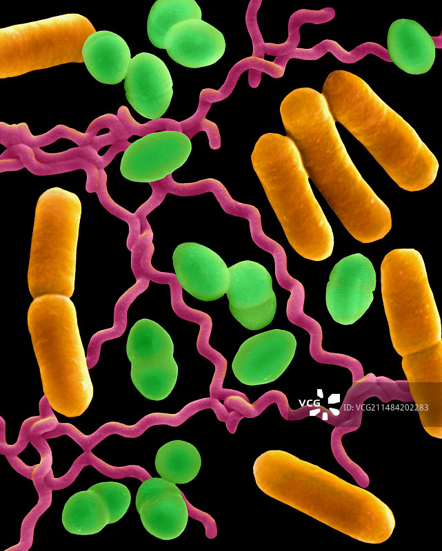 三种常见细菌形态（扫描电镜图）图片素材