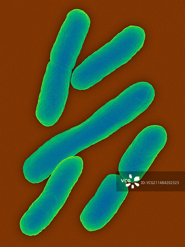 大肠杆菌扫描电镜图图片素材