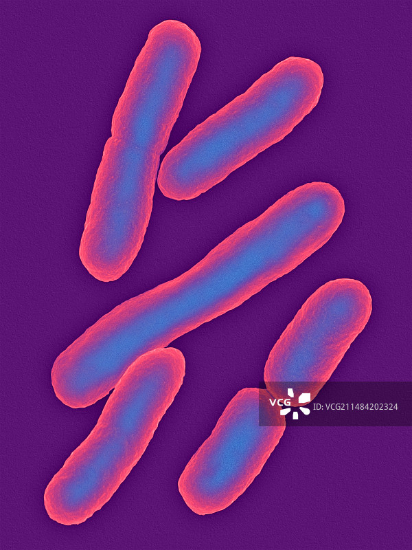 大肠杆菌扫描电镜图图片素材