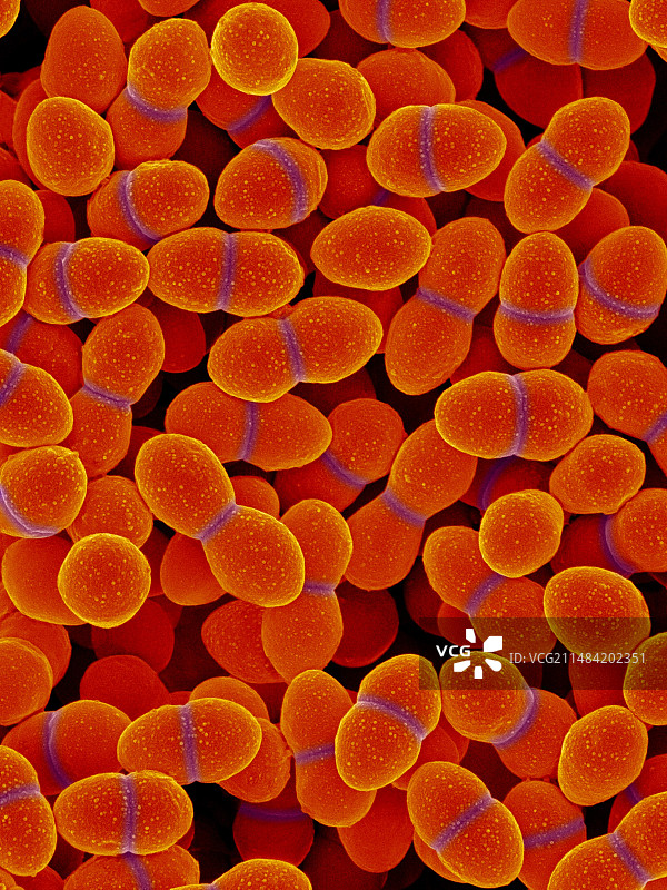 屎肠球菌，球菌原核生物，扫描电镜图片素材