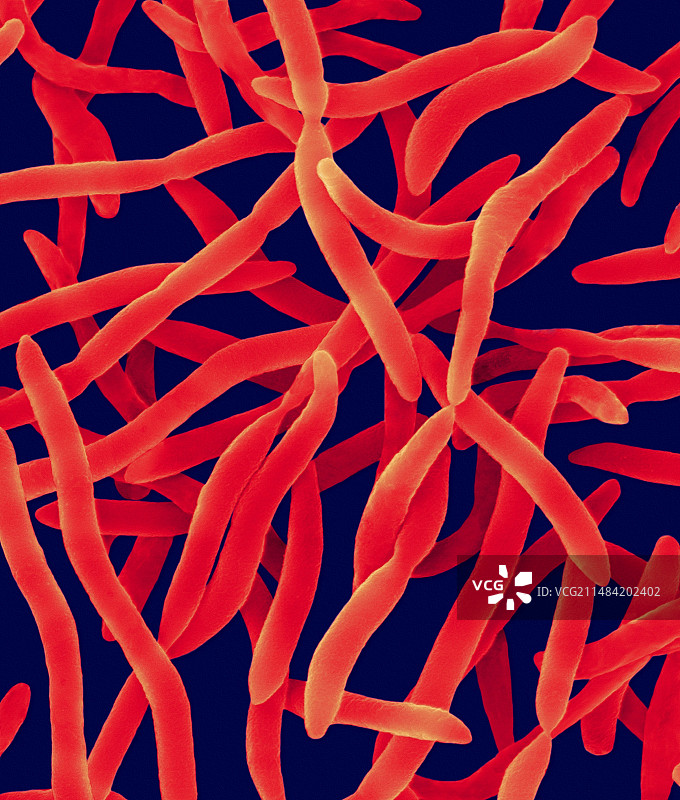 红螺菌扫描电镜图像图片素材