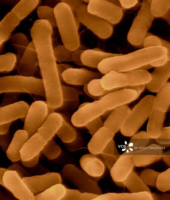 普通变形杆菌，革兰氏阴性，扫描电镜图片素材