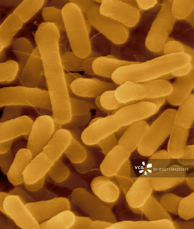 普通变形杆菌，革兰氏阴性，扫描电镜图片素材