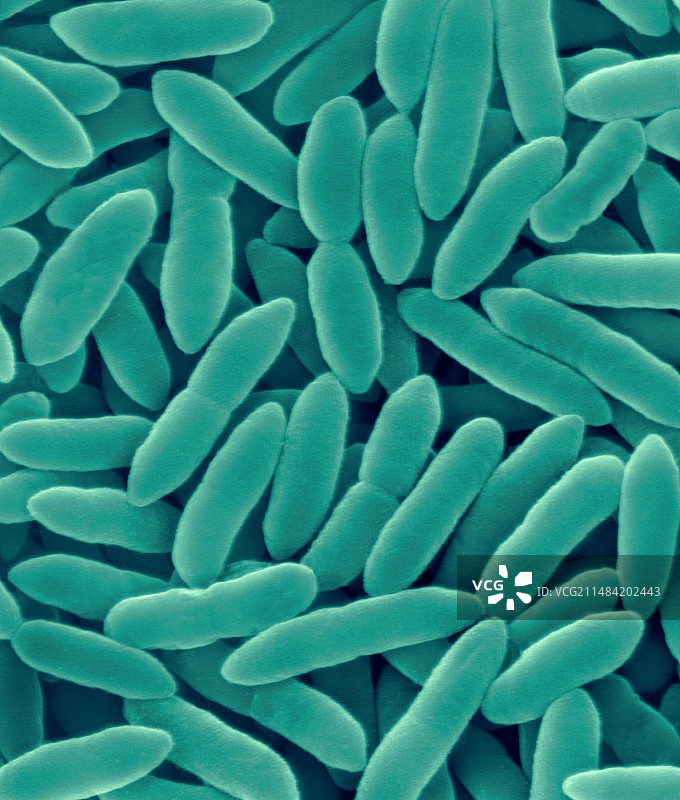 丁香假单胞菌：革兰氏阴性菌，扫描电镜图图片素材