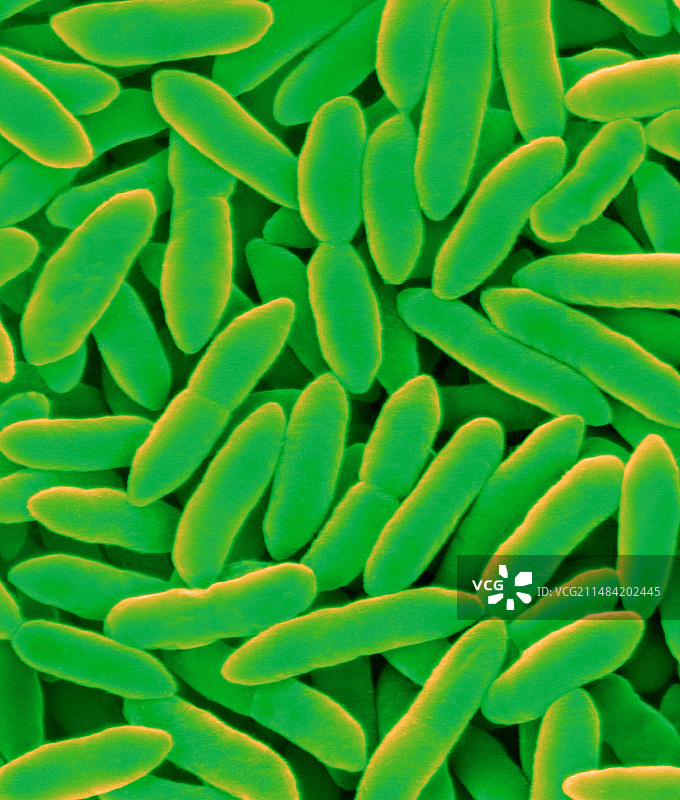 丁香假单胞菌：革兰氏阴性菌，扫描电镜图图片素材