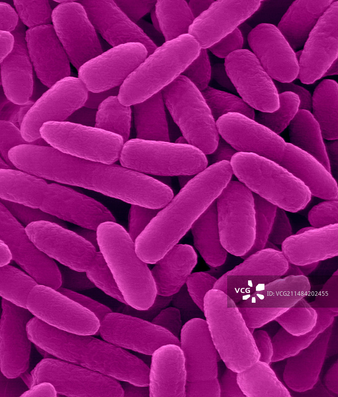 香茅假单胞菌，扫描电镜图片素材