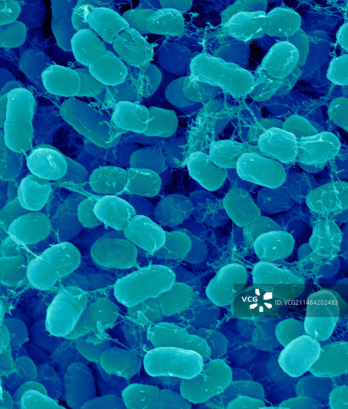 嗜甲烷甲基菌（扫描电镜图）图片素材