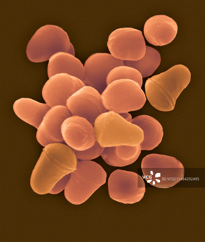 节杆菌属，扫描电子显微镜图片素材