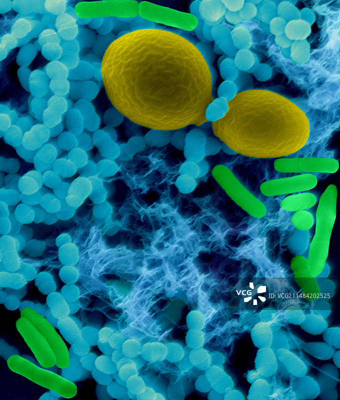 细菌（杆菌和球菌）和酵母菌，扫描电镜图片素材