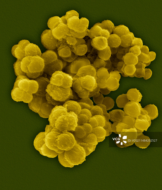 玫瑰球菌SEM显微图图片素材