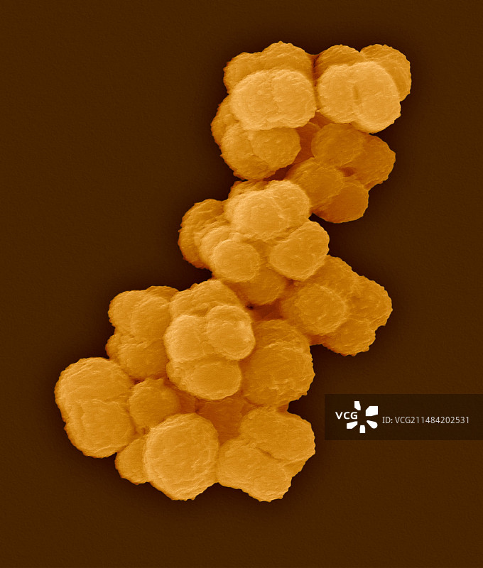 玫瑰球菌SEM显微图图片素材