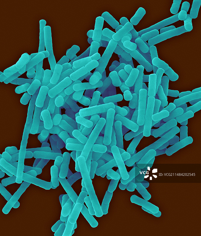 布氏乳杆菌革兰氏阳性菌扫描电镜图图片素材