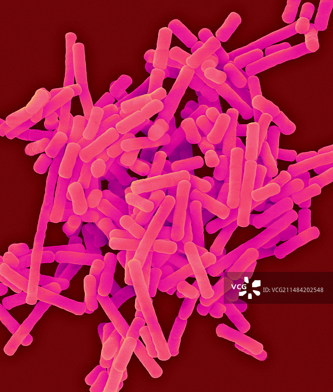 布氏乳杆菌革兰氏阳性菌扫描电镜图图片素材