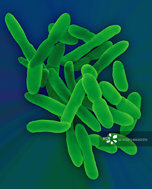 节杆菌属，扫描电子显微镜图片素材