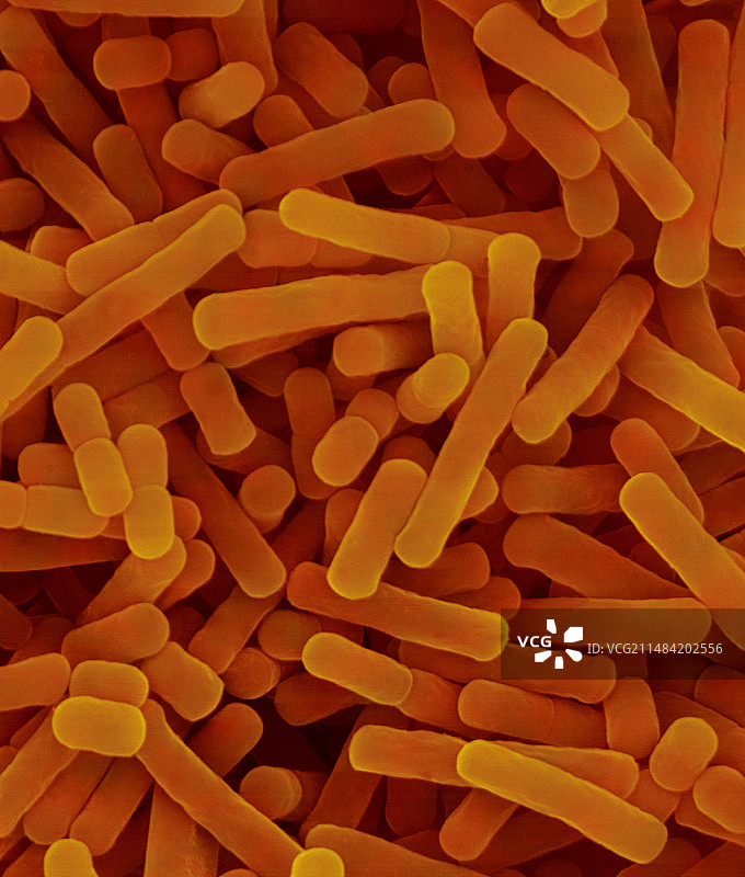 保加利亚乳杆菌，酸奶细菌，扫描电子显微镜图片素材