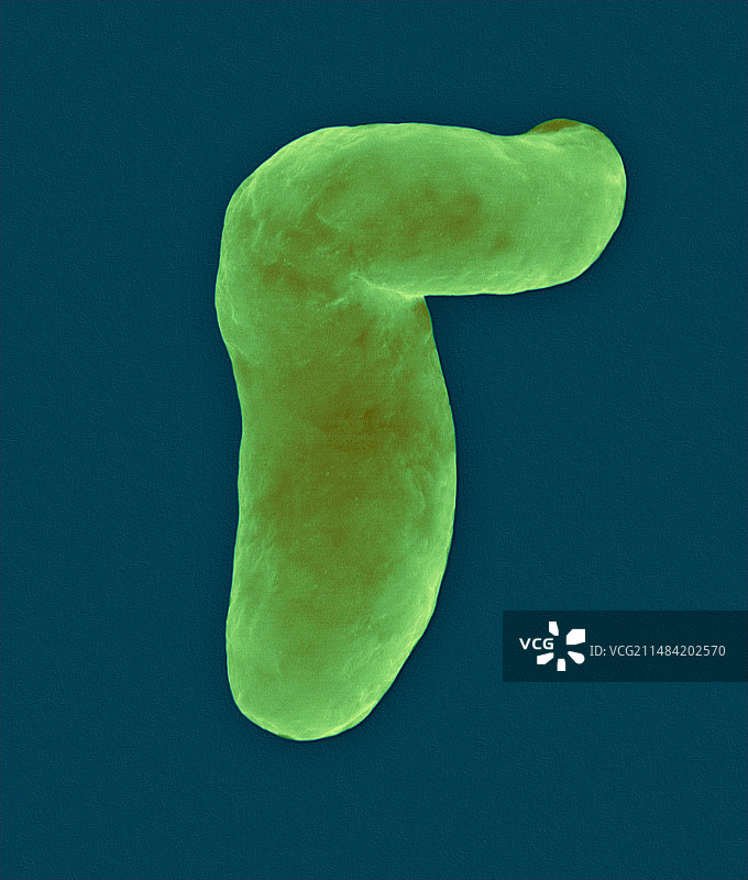 创伤弧菌，弯曲杆状原核生物，扫描电镜图片素材