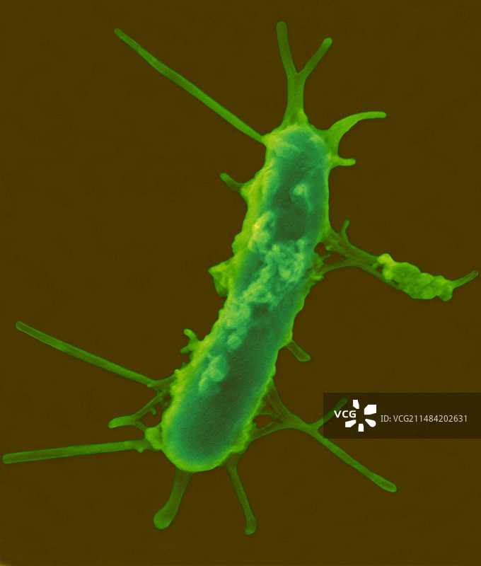 黑海厌氧细菌扫描电镜图图片素材