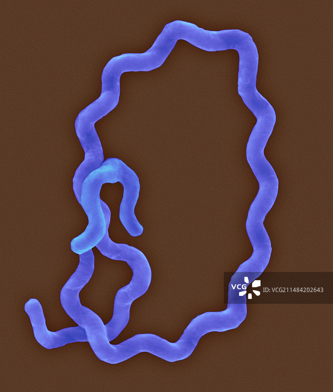 黑海厌氧细菌扫描电镜图图片素材