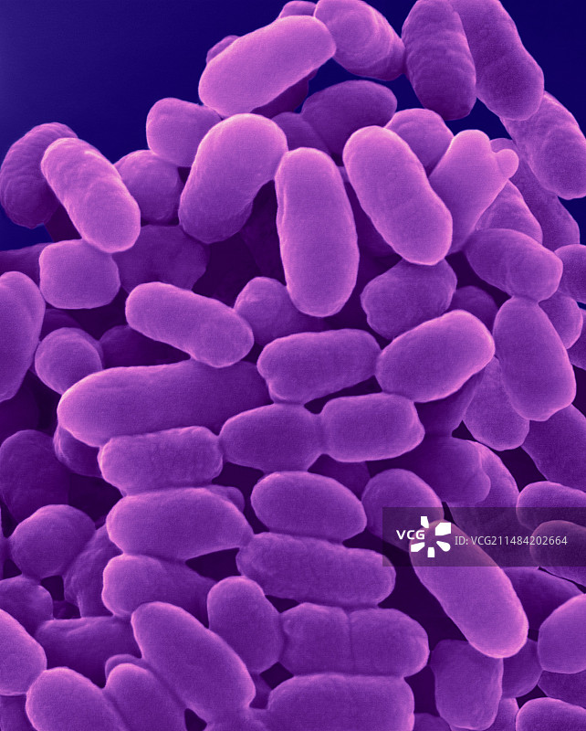 紫色硫细菌 Chromatium sp.，扫描电子显微镜图片素材