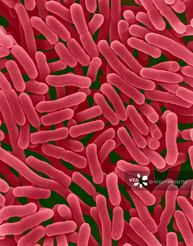 鼠伤寒沙门氏菌（细菌，扫描电子显微镜）图片素材