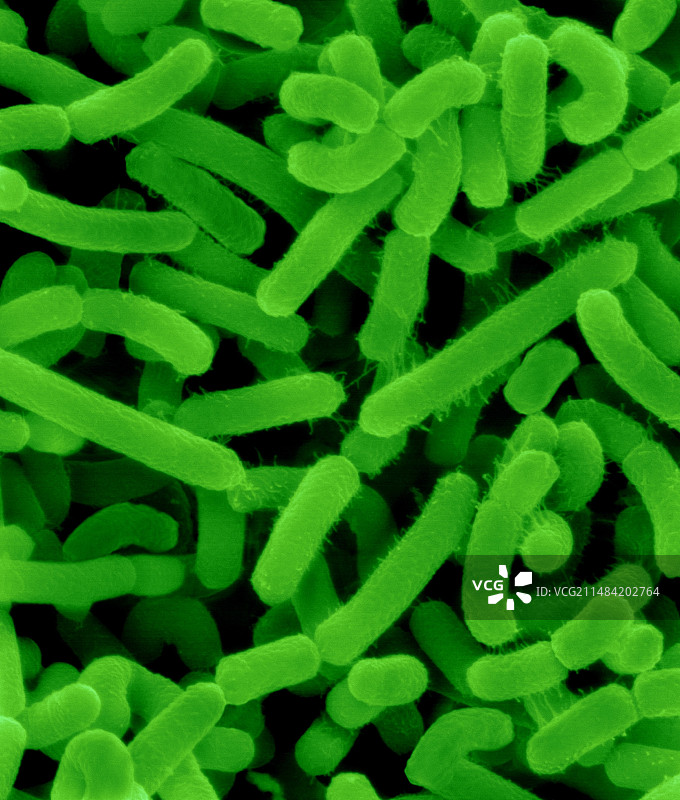 根癌农杆菌，扫描电子显微镜图片素材