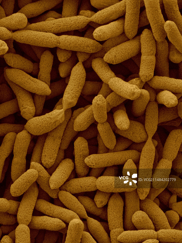 鲍曼氏海洋单胞菌（革兰氏阴性，扫描电镜）图片素材