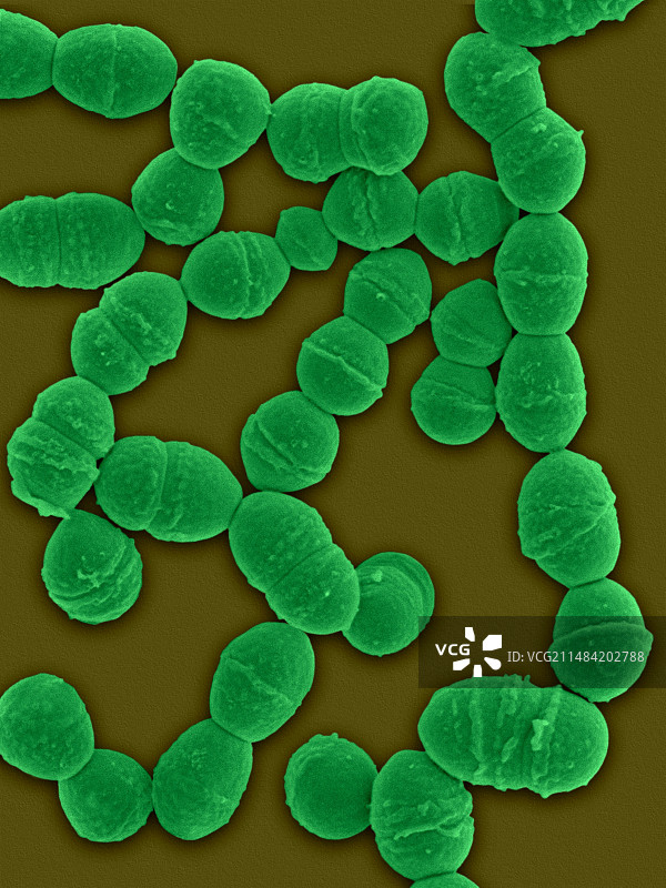 柠檬明串珠菌扫描电镜图图片素材