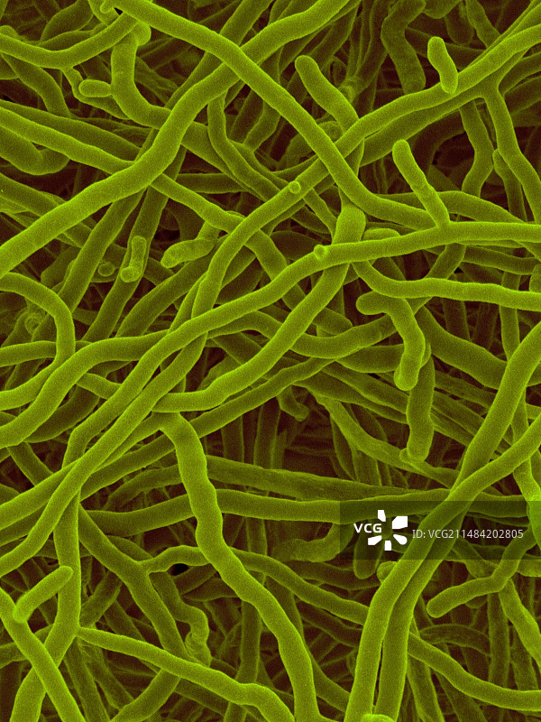 嗜紫链霉菌，扫描电镜图片素材