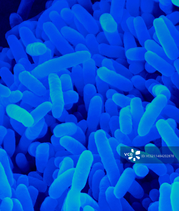 脆弱拟杆菌扫描电镜图图片素材