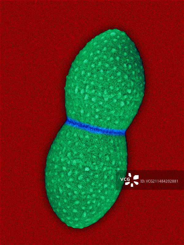 肠球菌属，球菌原核生物，SEM图片素材