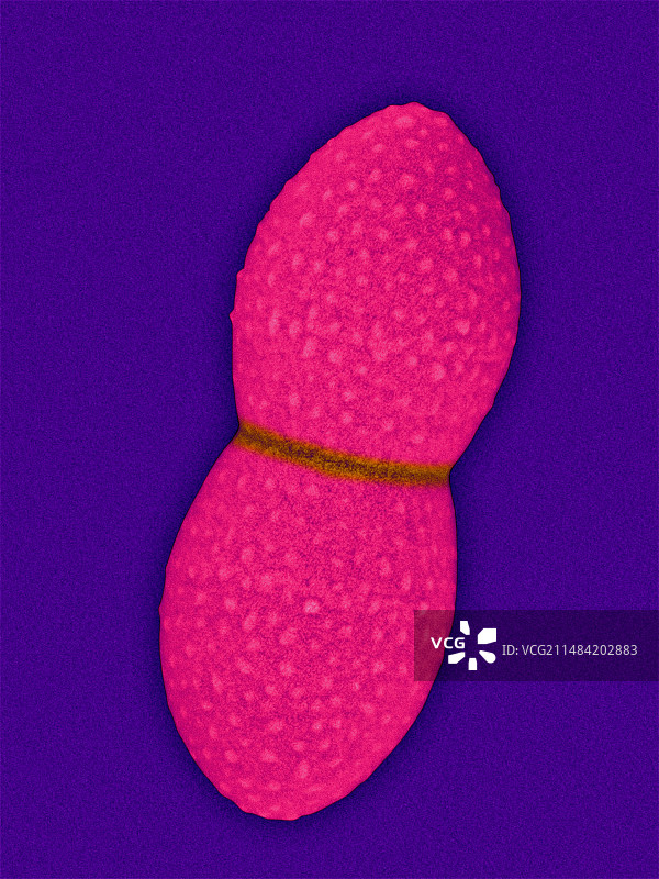 肠球菌属，球菌原核生物，SEM图片素材