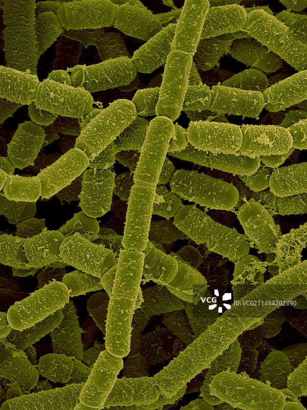 解淀粉类芽孢杆菌，扫描电镜图图片素材