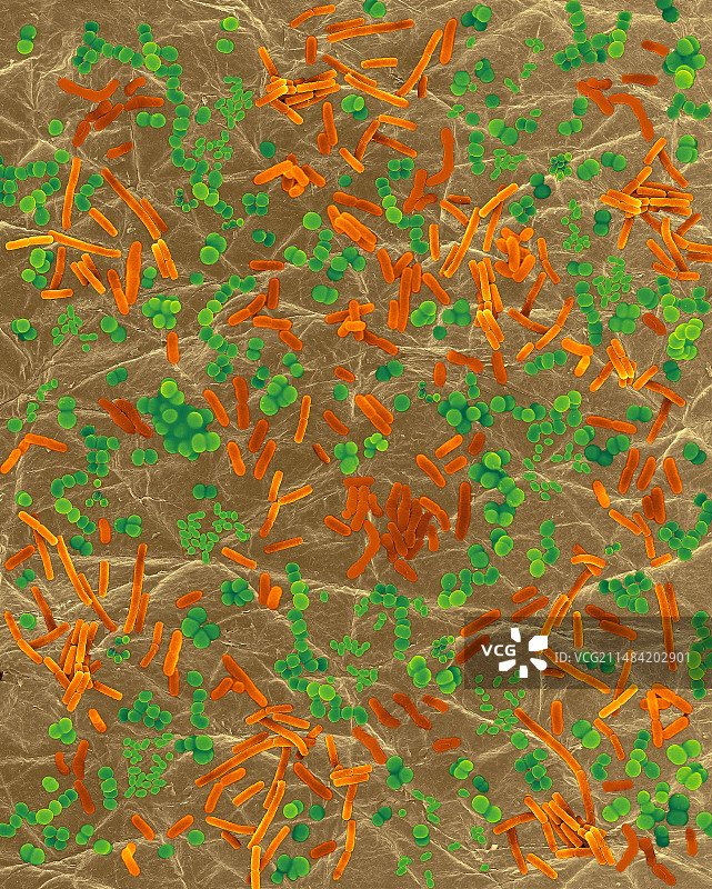 人体皮肤上的细菌（扫描电子显微镜图像）图片素材