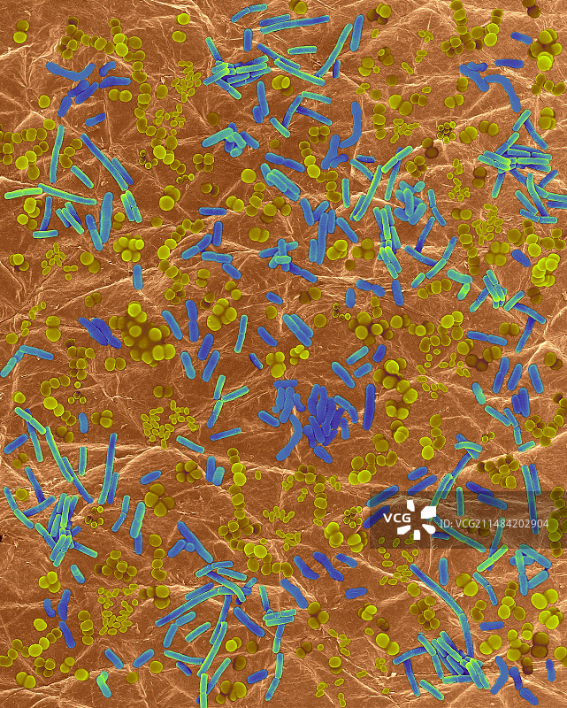 人体皮肤上的细菌（扫描电子显微镜图像）图片素材