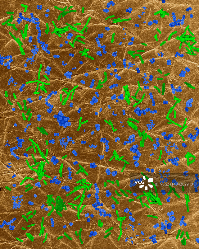 人体皮肤上的细菌（扫描电子显微镜图像）图片素材