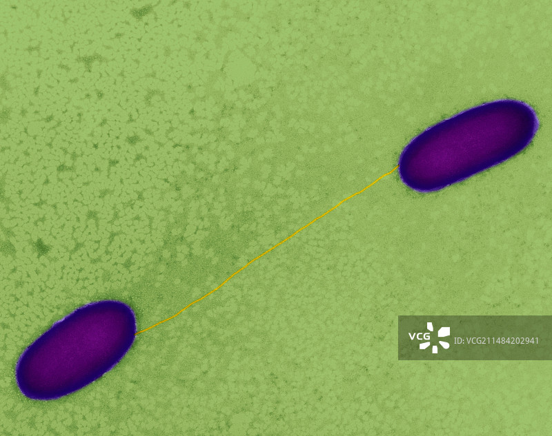 大肠杆菌结合，TEM图片素材